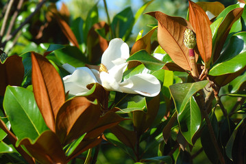 Fototapeta premium FLOR DE UN MAGNOLIO, MAGNOLIA GRANDIFLORA