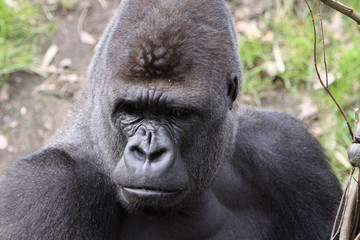 Gorilla (M&auml;nnchen)