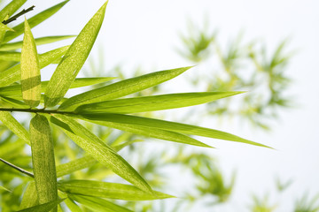 Beautiful Bamboo Border