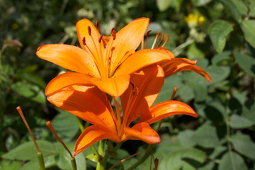 lily flower, Lilium