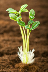 Green seedling illustrating concept of new life