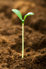 Green seedling illustrating concept of new life