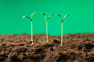 Green seedling illustrating concept of new life