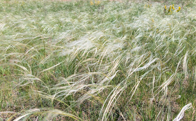 Feather grass
