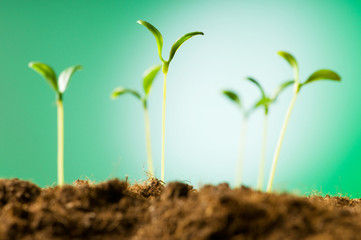Green seedling illustrating concept of new life