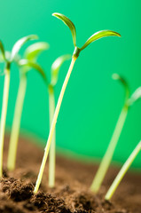 Green seedling illustrating concept of new life