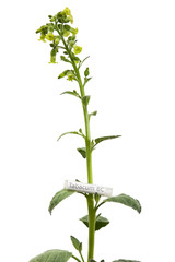 Tobacco plant with Tabacum homeopathic medicine