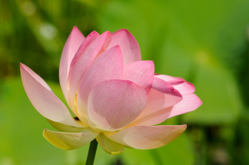 Lotus Blume. Zarte Schönheit