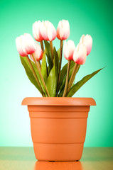 Bunch of tulip flowers on the table