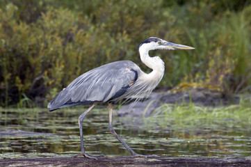 blue heron