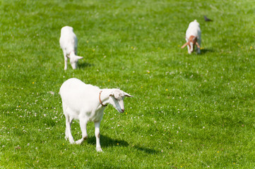 Fototapeta premium White goats