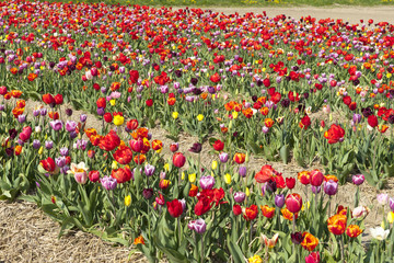 Colorful Dutch tulips