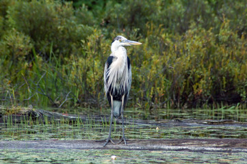 heron