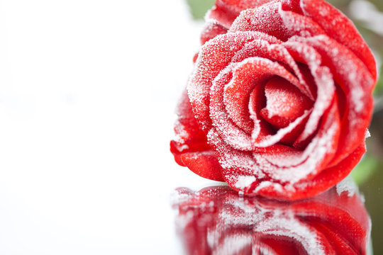 Frozen red rose in white frost lying on mirror. Shallow DOF
