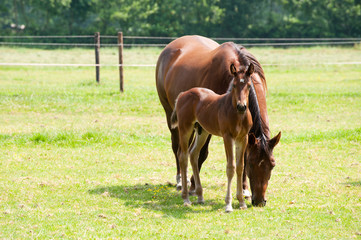 Horse with foal