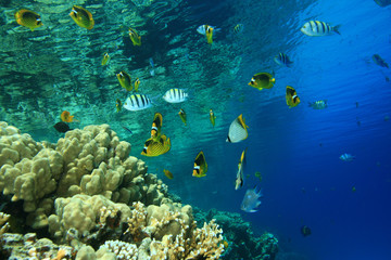 Fototapeta na wymiar Coral reef and Tropical Fish