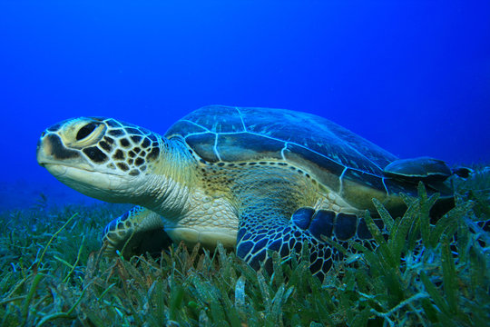 Green Sea Turtle (Chelonia mydas) on sea grass