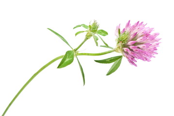 Herbal medicine:Red clover flower