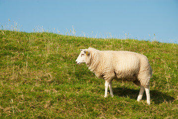 White sheep in grass dike
