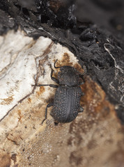 Saproxylic beetle (Bolitophagus reticulatus)