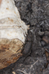 Saproxylic beetle (Bolitophagus reticulatus)