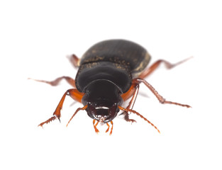 Ground beetle isolated on white background.