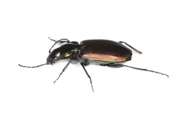 Ground beetle (Agonum sexpunctatum)