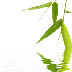 Reflection for elegance bamboo leaves