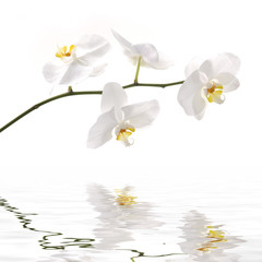 orchids with reflection in water