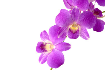 Naklejka na ściany i meble Beautiful violet orchid