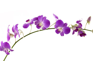 Isolated branch of violet orchids