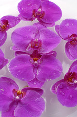 Fototapeta na wymiar pink orchid floating in a bowl of water