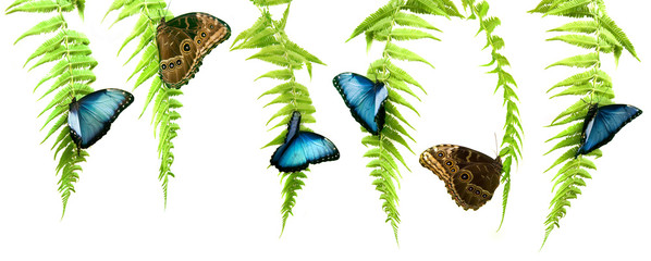 Blue Morpho butterflies - 24522333