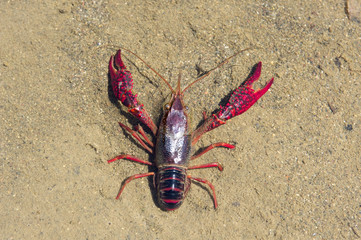 crawdad