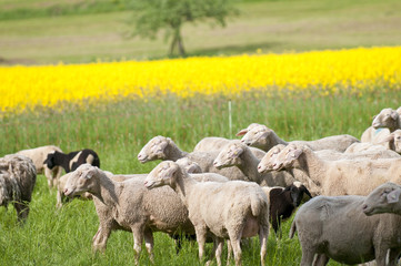 Obraz na płótnie Canvas Sheep and Canola