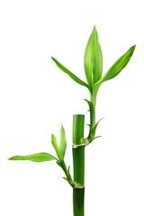 Bamboo
