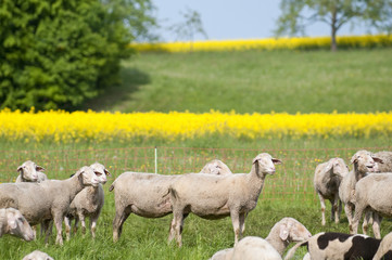 Sheep and Canola