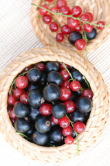 Black and red currant in a basket