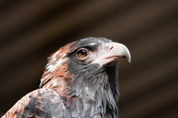 Australian Little Eagle - portrait.