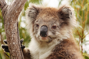 Naklejka premium Koala portrait