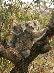 Süßer Baby-Koalabär, der auf dem Rücken der Mutter reitet