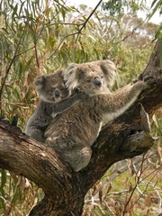 Glasschilderij Koala Schattige baby koala die op moeders rug rijdt