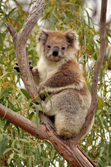 Wild Koala in gumtree