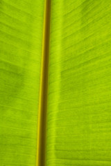 banana leaf