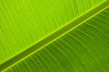 banana leaf