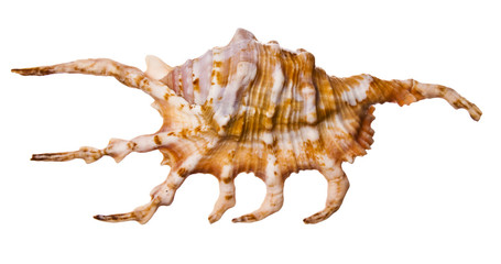 Sea shell on white background