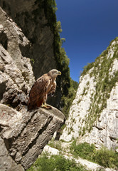 Mountain eagle