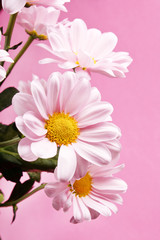 pink daisy flowers