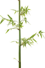 Bamboo isolated on white