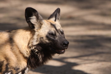Afrikanischer Wildhund